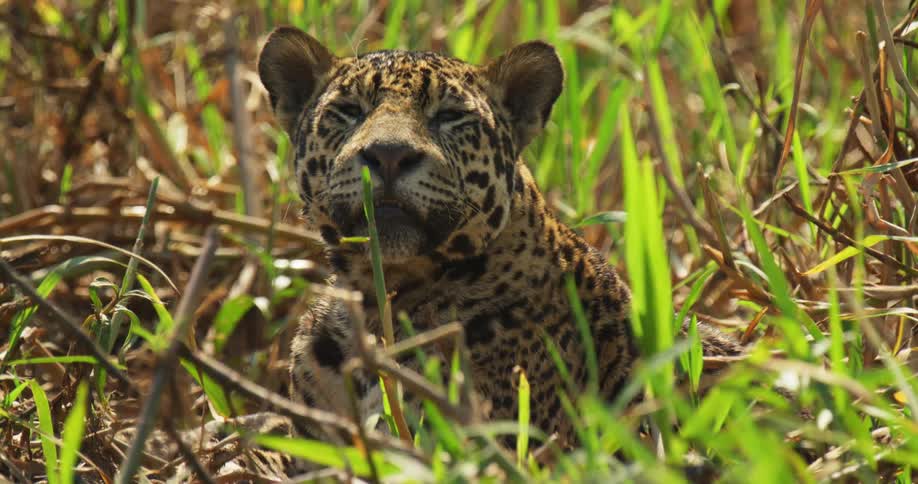 A jaguar resting in tall grass in nature