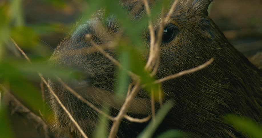 A capybara hides behind a bush