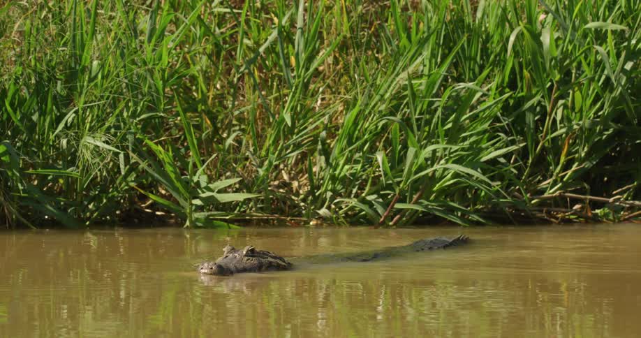 A jacare caiman lies in a swamp