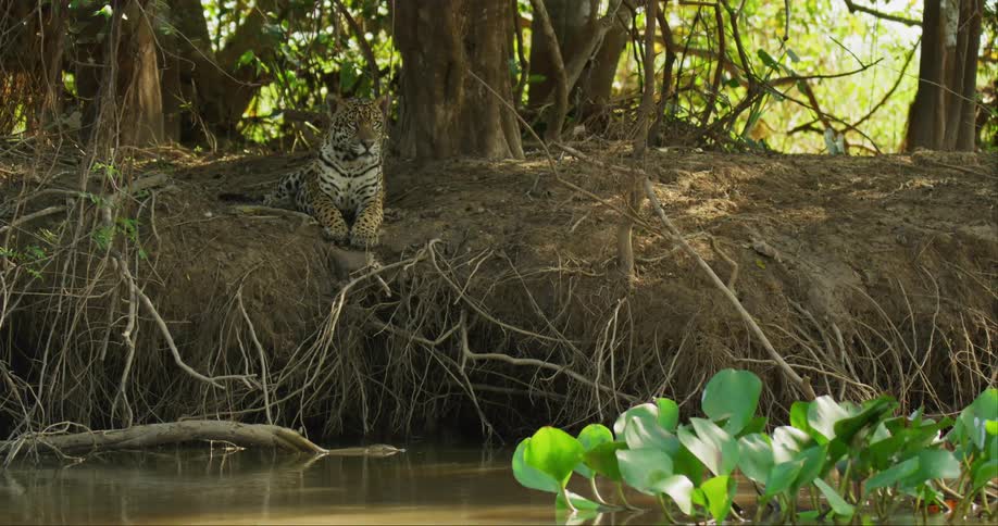 Jaguar sits on the bank of river in the jungle