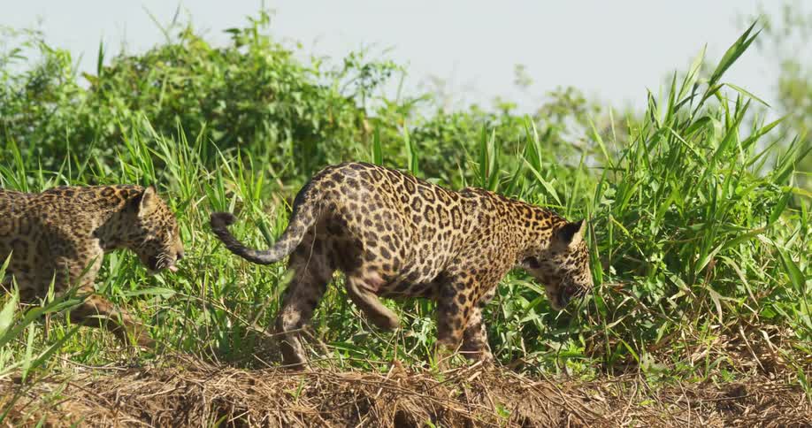 The sun shines on two jaguars as they walk on a path through plants and trees