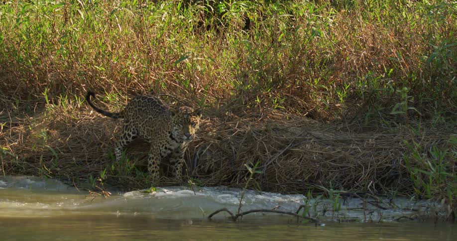 A caiman is sitting along the shore and rushes into the water as a jaguar comes running towards it