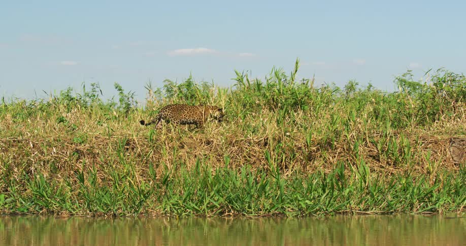 A jaguar walks along a river bank