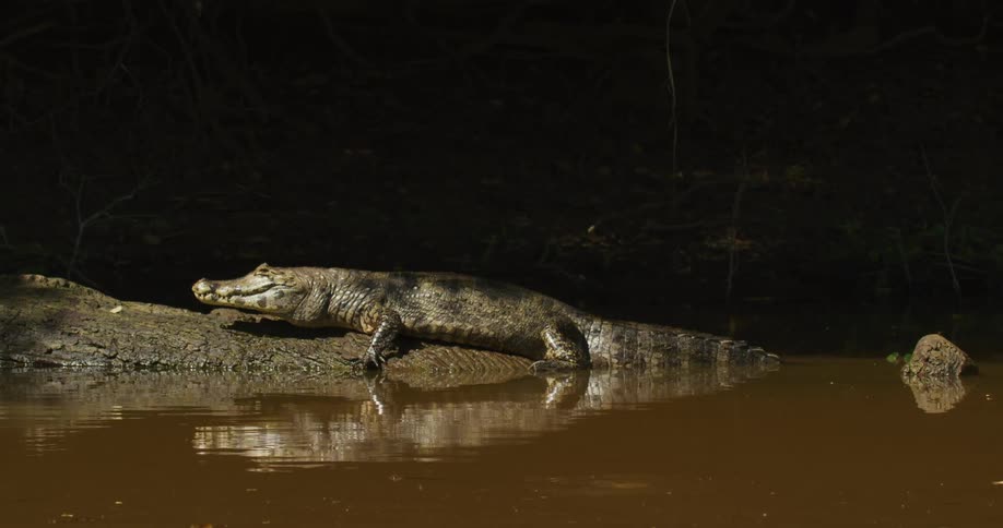Jacare caiman rests on rock in water
