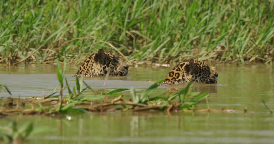There are jaguars that are swimming in the jungle