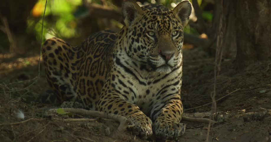 A jaguar watches intently as it rests under a tree