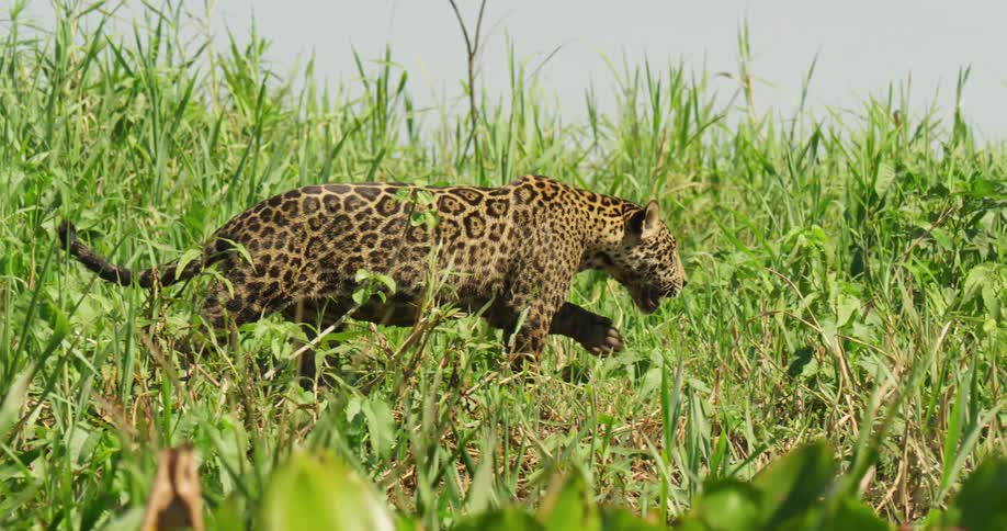 A jaguar walking through tall green grass in nature