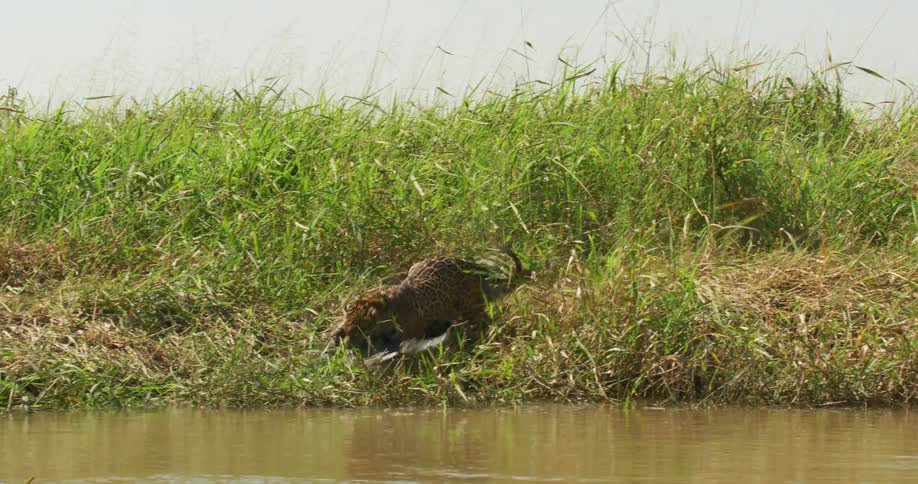 A jaguar lying in the grass leaps and attacks an jacare caiman lying by a river and they both go in the water during the attack
