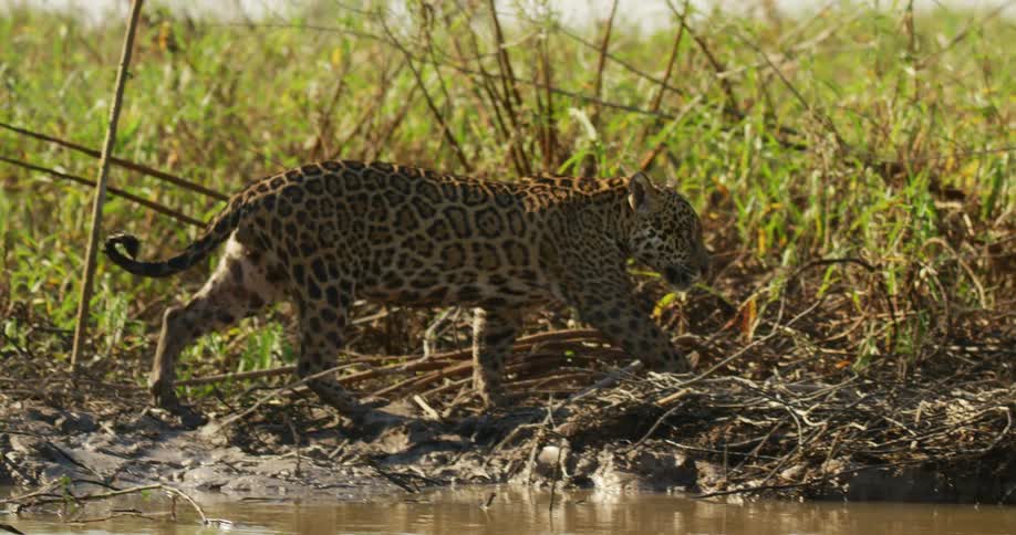 A jaguar is walking around the jungle area