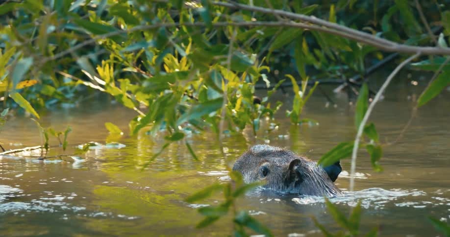 Two capybaras move through a river under tree branches