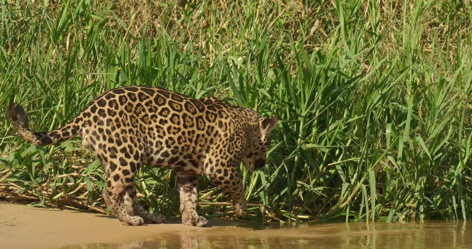 Jaguar touches water with its paw near the green wild grass