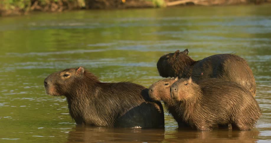 Capybaras in river water