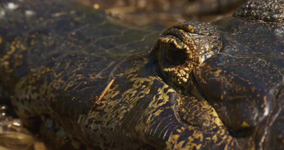 A fly rests on a jacare caiman eye