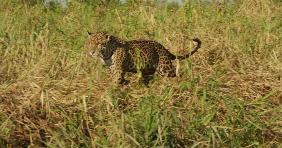 Two jaguars stalk a caiman and one cat leaps at the crocodile causing it to take off fast