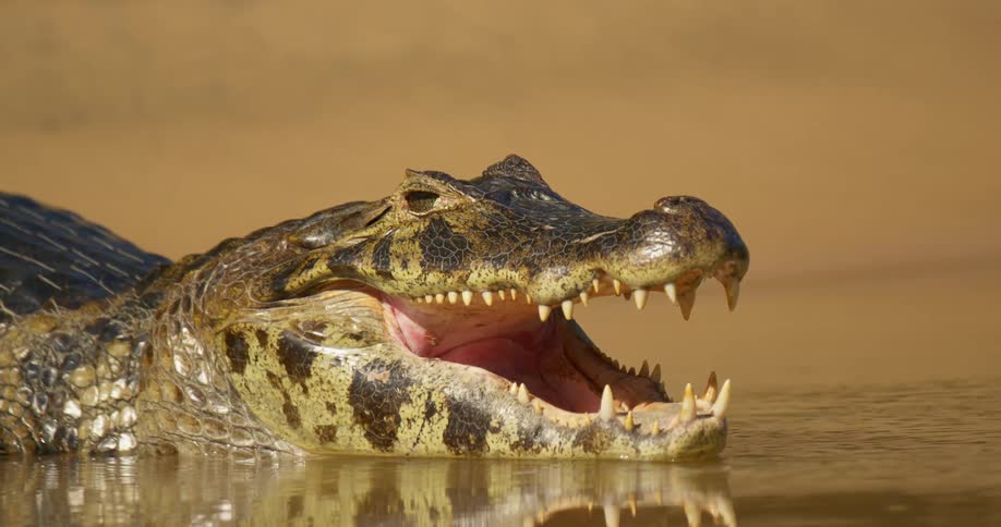A jacare caiman in water with its mouth wide open