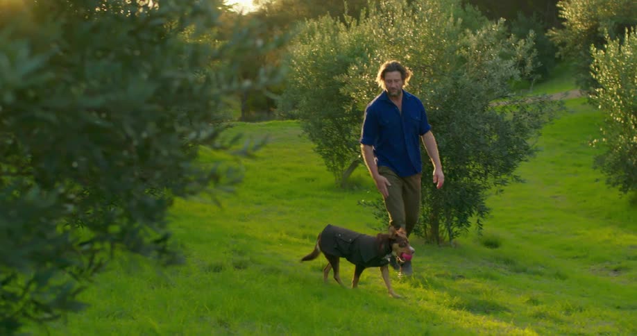 A man is walking his dog through an orchard