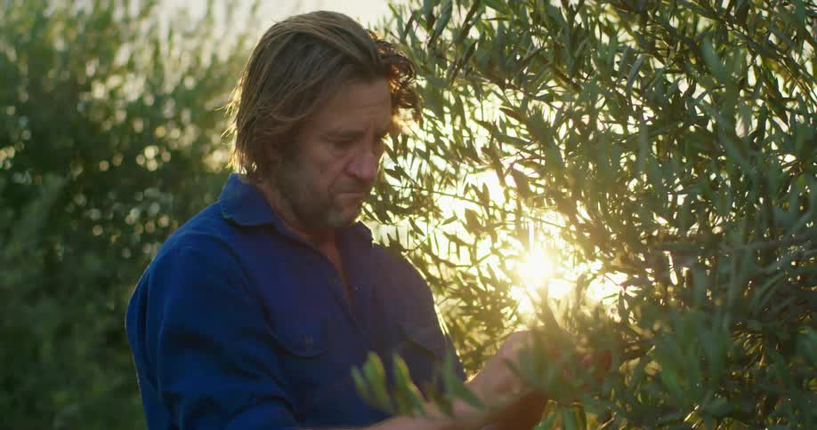 A man is picking berries off a tree