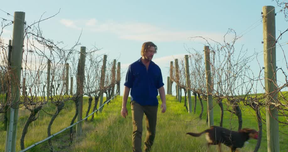 Man walks in a vineyard with a dog