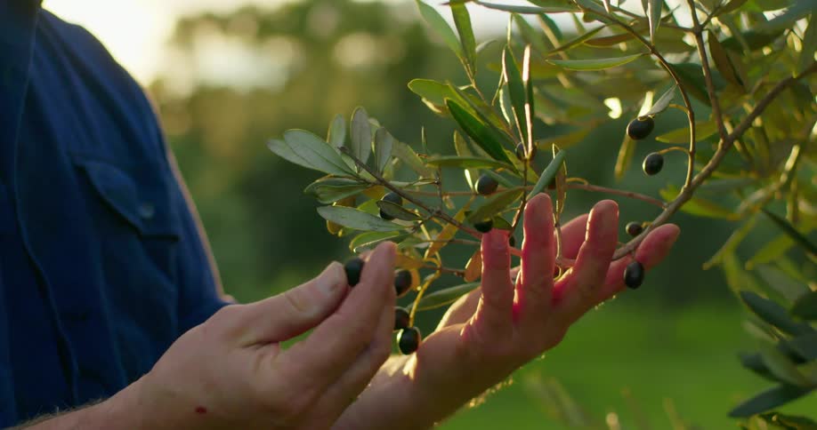 Man picks olives from an olive tree