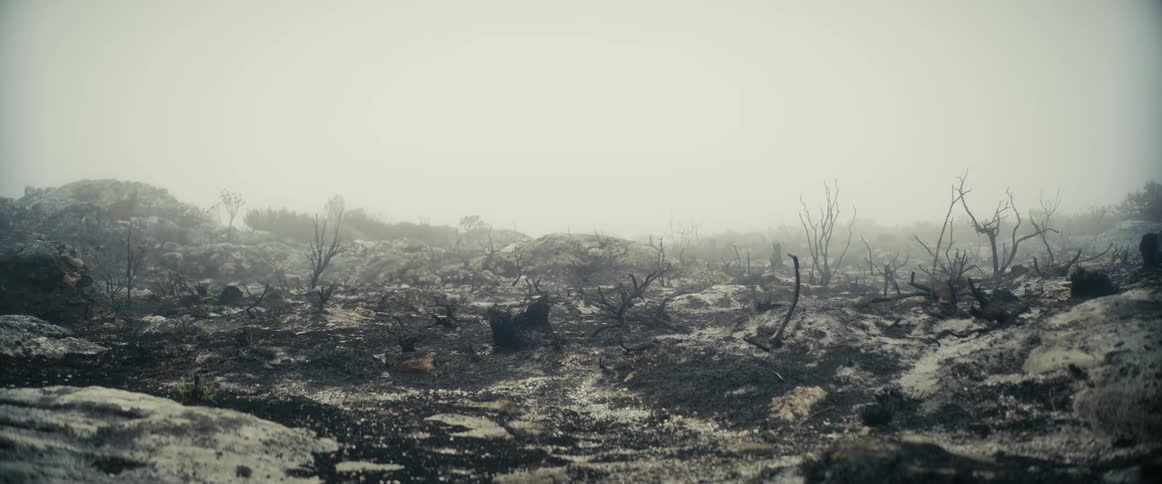 Landscape of ash covered field with burnt plants