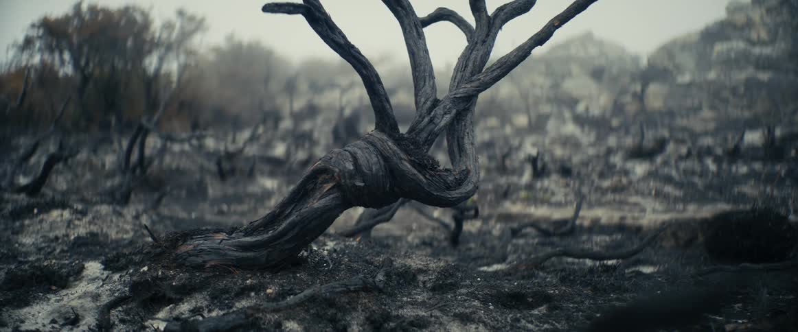 Close up of a twisted up burnt tree branch