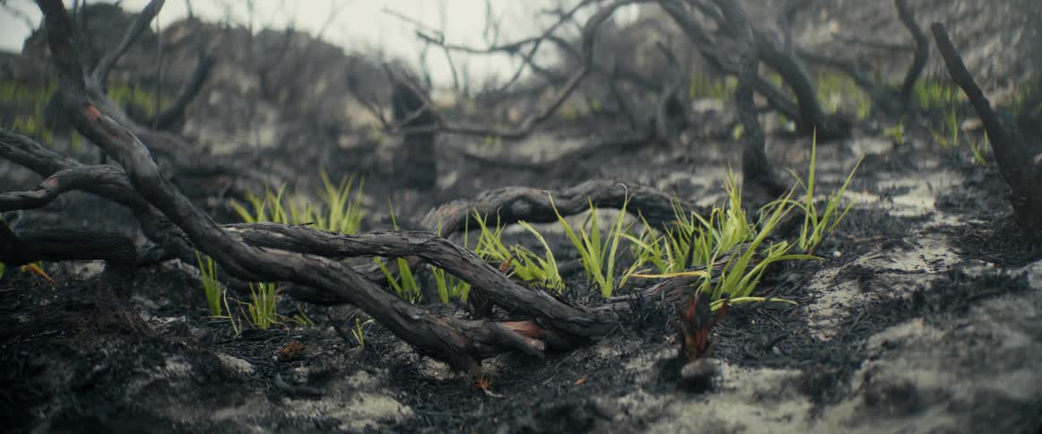 A close up shot of new grass growing out of burnt soil