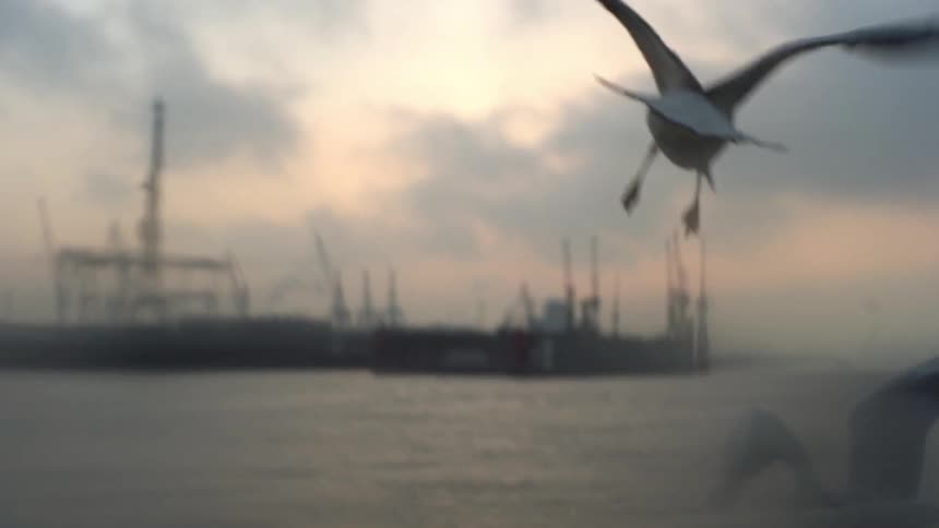 Seagulls lift off from a railing on a foggy evening