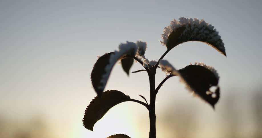 Close up view of snow melting on the leaves of a plant under a clear sky