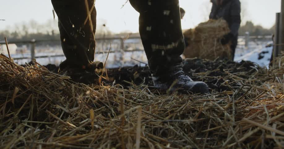 Hay straws fall down while workers move bales on a farm at evening