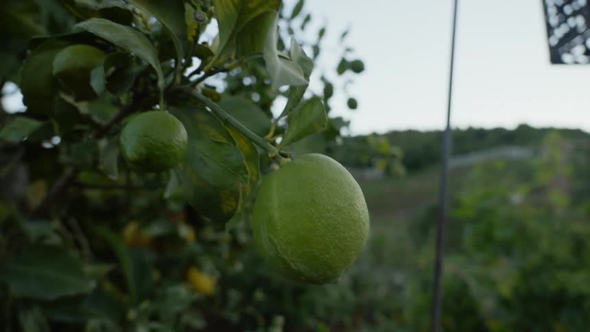 Close up of lemons growing on trees in a farm on the hills
