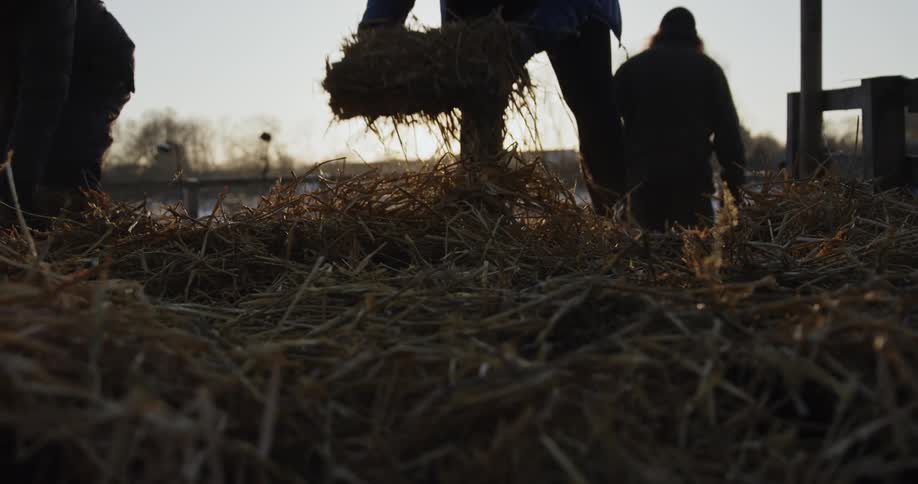 Farm workers clean up hay off the ground