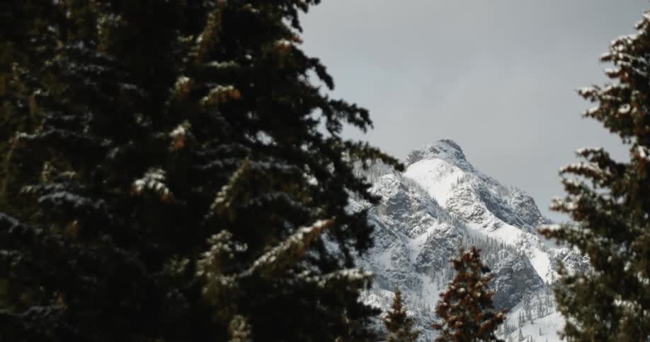 A snow covered mountain is seen through a forest of trees on a winter day