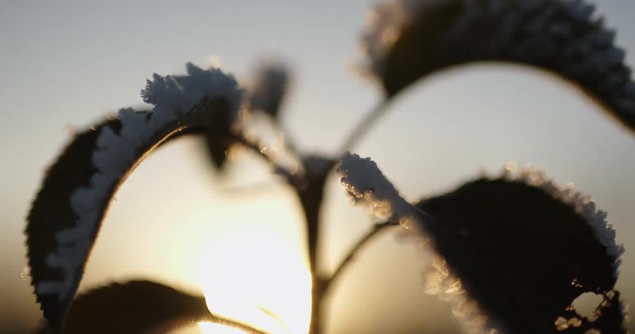 Close up view of ice melting on the leaves of a plant as the sun shines brightly on the horizon