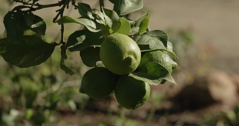 The sun shines on limes growing on a tree branch in a rural area