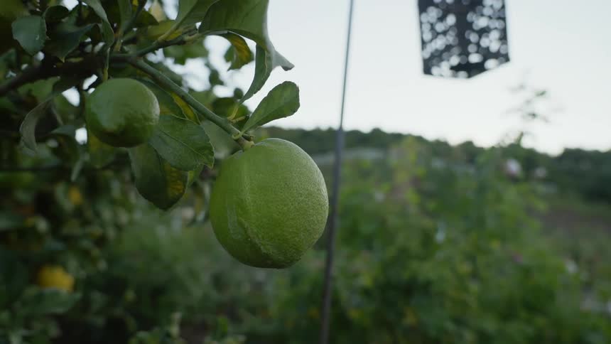 Green limes on tree in the field