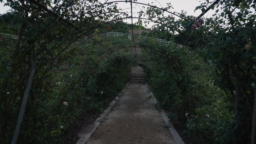 Slowly walking on a vegetation tunnel over a path through the fields on a plantation