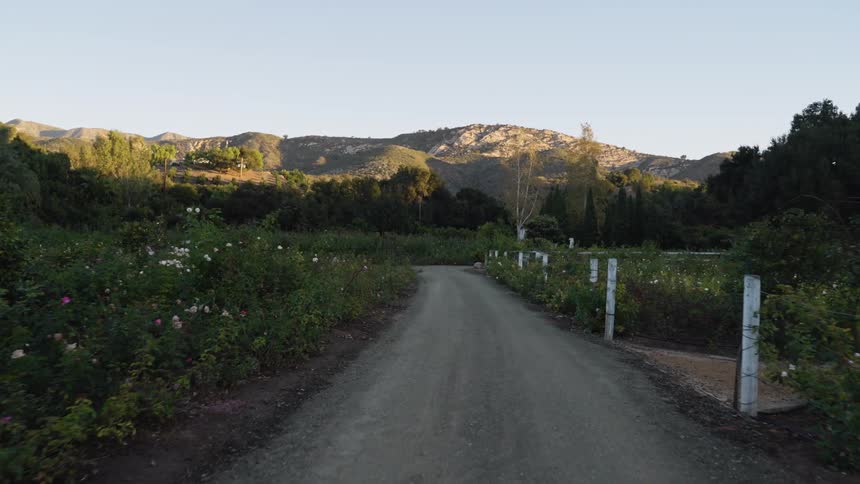A view of a dirt path flanked by flowers with a hill in the distance
