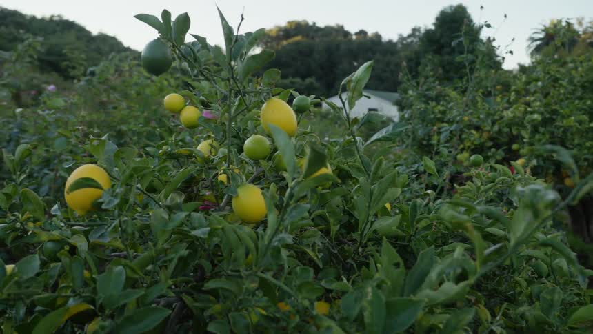 Lemons are growing in a garden and there is a house in the distance
