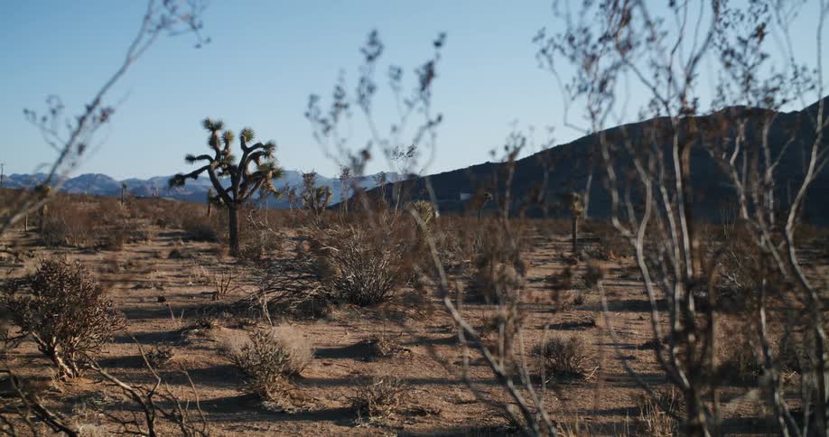 Small bare trees and plants are shown in the dirt with mountains behind them