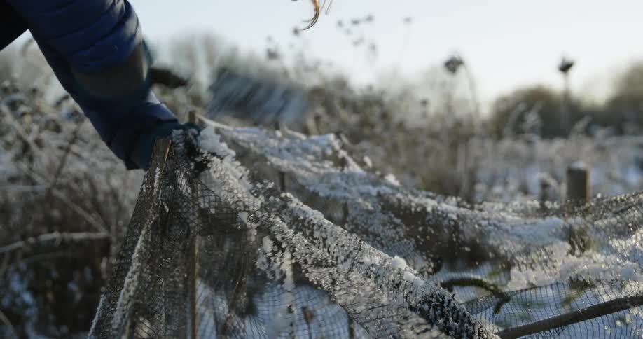 Gardener removes ice from mesh on posts in snowy ground