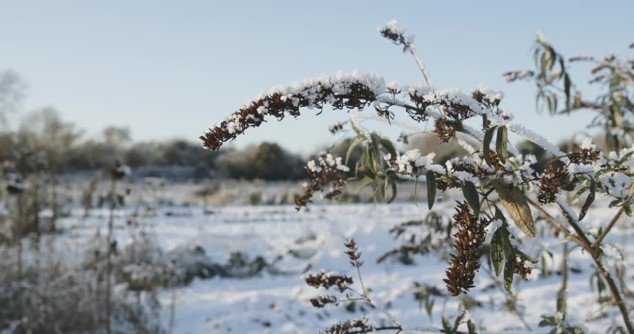 A branch heavy with snow bends down