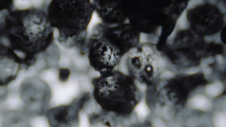A heavy dusting of sugar and cream cover blueberries