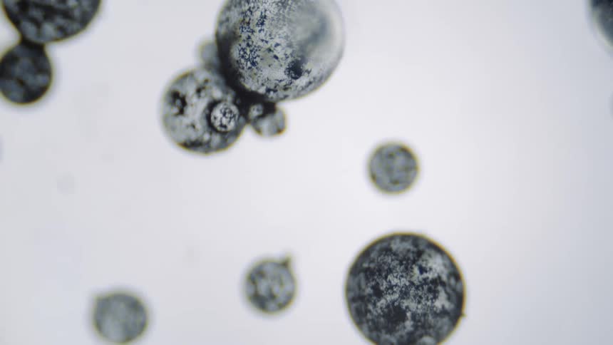 Green textured spheres are sitting on a white surface as translucent orbs float over them