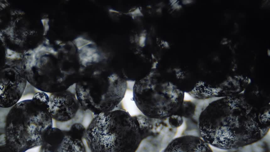 Smaller dark blobs flow across clustered speckled egglike blobs