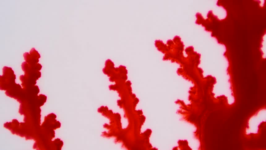 Red branches move across a white surface and blur as they spread out