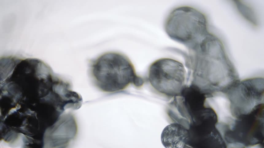 Cells organisms particles in a liquid