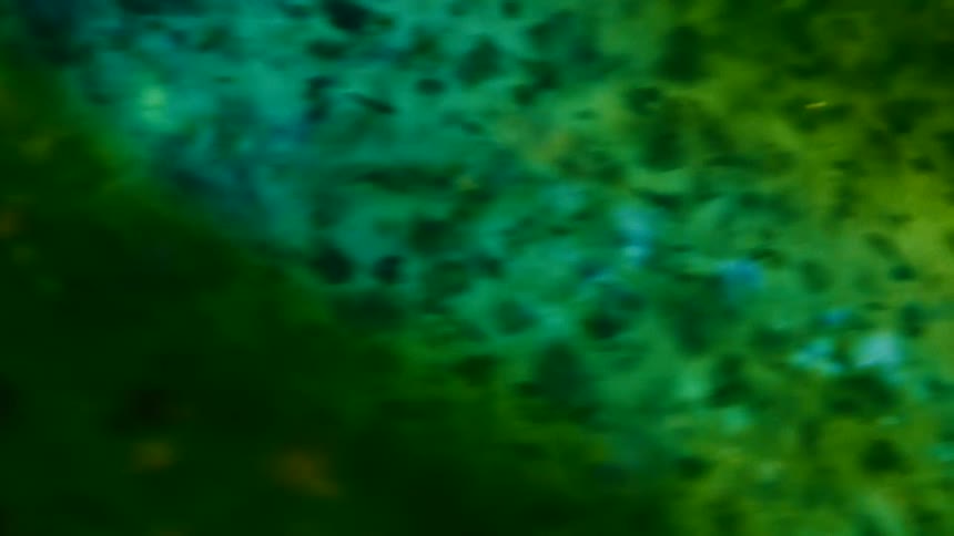 Small specks move in a viscous green liquid
