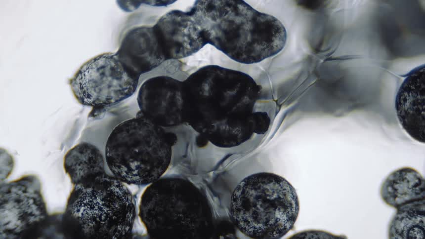 The black cells move around in the liquid