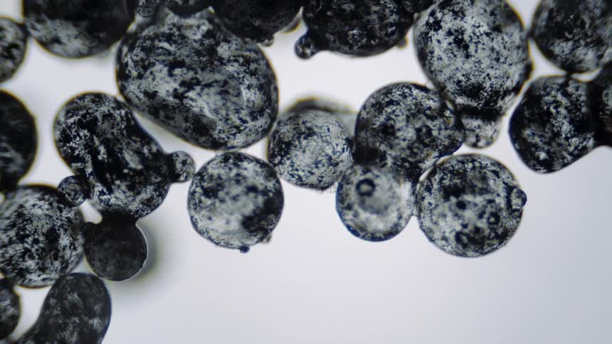 Camera slowly pans over frozen bluberries