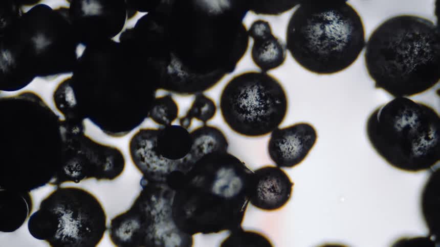 Fluid black spheres move in a viscous substance